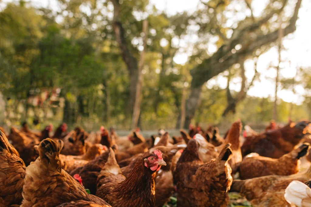 Granja avícola en lanteira