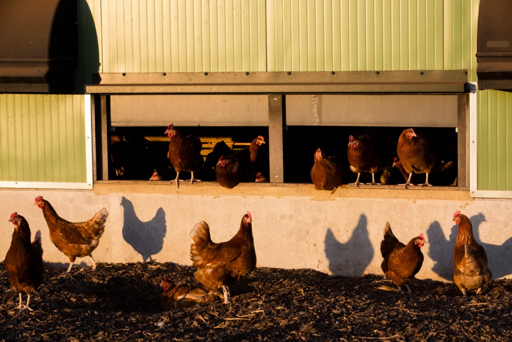Granja avícola en lanteira