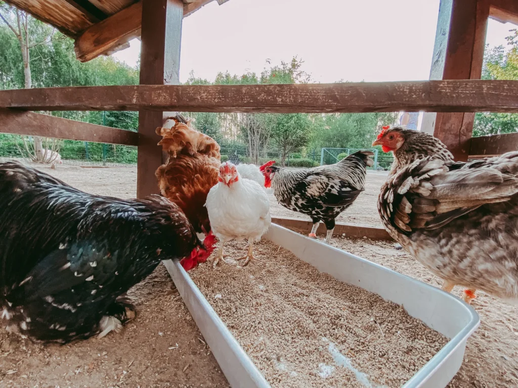 Granja avícola en lanteira